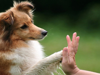 Το Πρωτόκολλο Ευζωίας για τα ζώα -αυστηρές ποινές στους παραβάτες