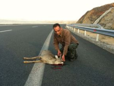 Νεκρό ζαρκάδι από σύγκρουση με ΙΧ στα Σιάτιστα