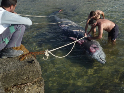 Περιβαλλοντικές οργανώσεις κατά των πολεμικών ασκήσεων στο Ιόνιο