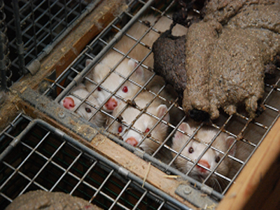 Οι ζωόφιλοι κατά του Αντώνη Σαμαρά