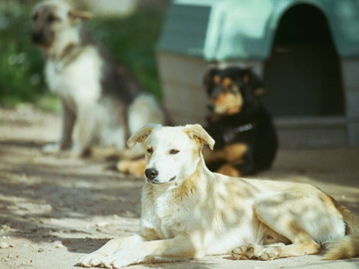 Τρία αδέσποτα στο απόσπασμα