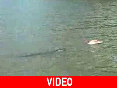 Έπαιξε κι ο αλιγάτορας