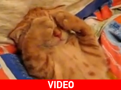 Μην ενοχλείτε τη γατούλα…