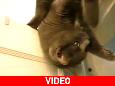 Ακροβατικά πάνω στην πόρτα