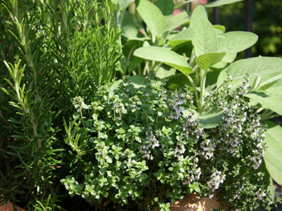 Νομαρχία Χανίων: Καμπάνια για τα άγρια χόρτα