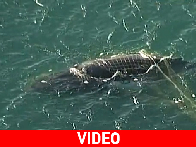 Αυστραλία: Διάσωση φάλαινας on camera