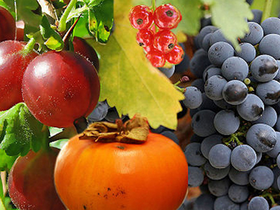 Η φρουκτόζη τρέφει τον καρκίνο