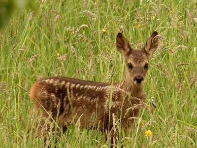 Πυροβόλησαν μικρό ζαρκάδι στην Κόνιτσα