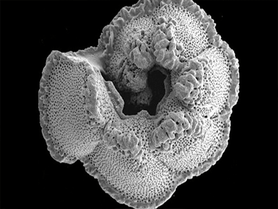 Οι θερμοί ωκεανοί διαθέτουν λιγότερο οξυγόνο Οι θερμοί ωκεανοί διαθέτουν λιγότερο οξυγόνο