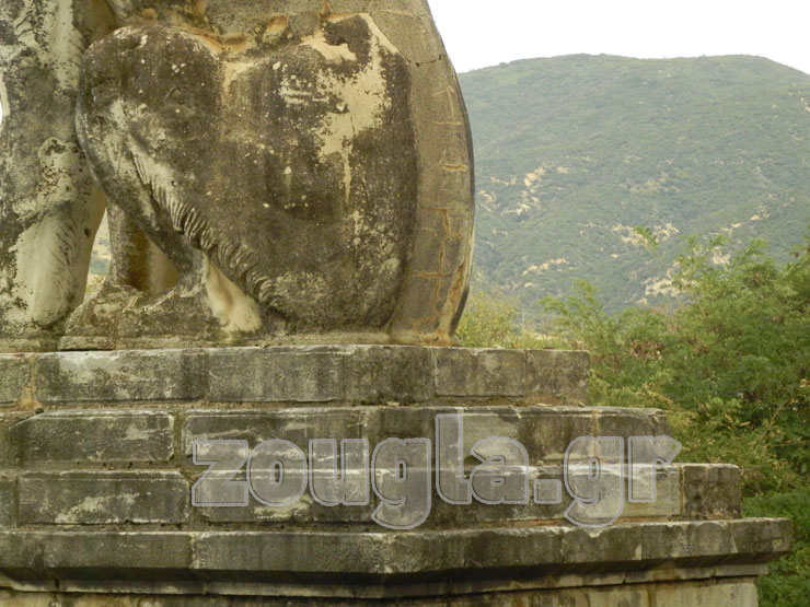 Ένα από τα χαρακτηριστικά του λιονταριού είναι η 'χαμένη' ουρά του