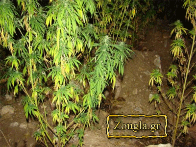 Καμίνια: Καλλιεργούσε 62 δενδρύλλια κάνναβης Καμίνια: Καλλιεργούσε 62 δενδρύλλια κάνναβης