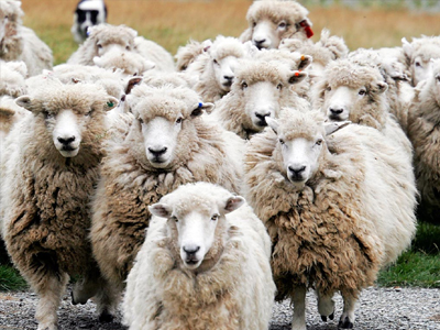 Άφησε τα πρόβατα αλλά… τον είχαν δει