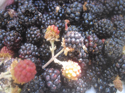 Φάρμακα από άγρια βατόμουρα συμβάλλουν στην καταπολέμηση μορφών καρκίνου