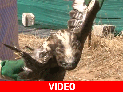 Σκότωσαν γεράκι στην Κόριθνο