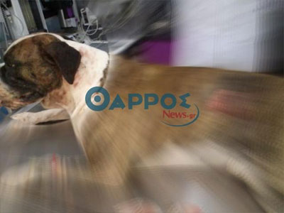 Ιταλός μαχαίρωσε θανάσιμα σκύλο σε παραλία των Γαργαλιάνων