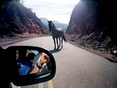 Άλογα προκάλεσαν καραμπόλα στην Εγνατία