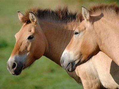 Σε κρίσιμη κατάσταση ο επτάχρονος που ποδοπατήθηκε από άλογο