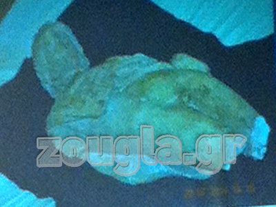 Εξαρθρώθηκε κύκλωμα αρχαιοκαπηλίας Εξαρθρώθηκε κύκλωμα αρχαιοκαπηλίας