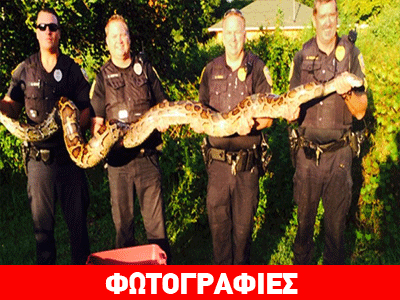 Φλόριντα: Έπιασαν πύθωνα 4 μέτρων