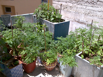 Θεσσαλονίκη: Τρεις συλλήψεις για κατοχή χασίς