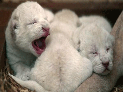 Πολωνία: Σκυλίτσα υιοθέτησε λιονταράκι