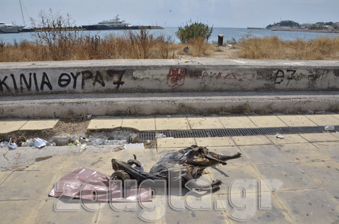 Κουφάρι ζώου