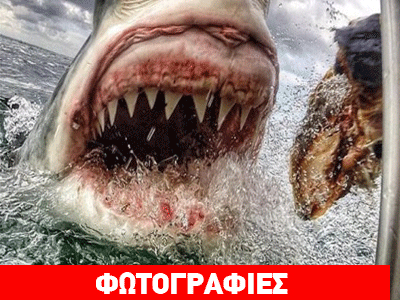 Όταν μια δασκάλα ήρθε πρόσωπο με πρόσωπο με έναν καρχαρία