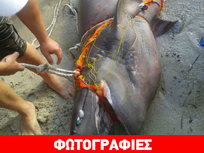 Ψάρεψαν σκυλόψαρο 200 κιλών στη Χαλκιδική