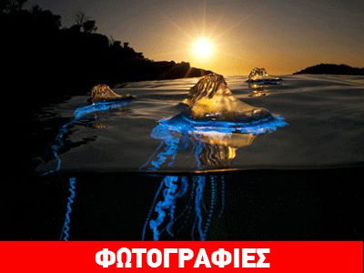 H μέδουσα που φωσφορίζει τη νύχτα