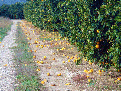Ηλεκτρονική καταγραφή ζημιών ξεκινά ο ΕΛΓΑ