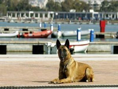 Τους «πρόδωσε» ο σκύλος