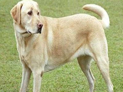 Πάτρα: Η Πυροσβεστική έσωσε τον σκύλο