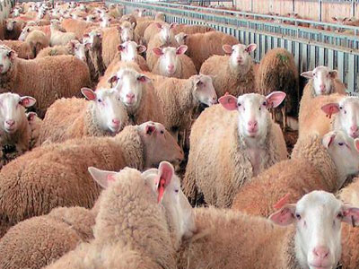 Έκλεψαν πάνω από 100 αμνοερίφια αξίας άνω των 9.500 ευρώ