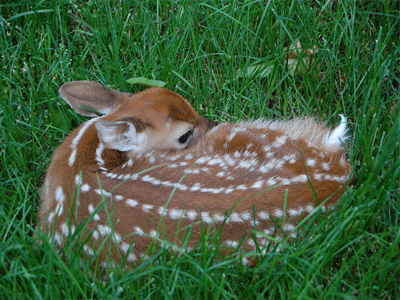 Λυπηρό συμβάν στον «Μύλο των Ξωτικών»