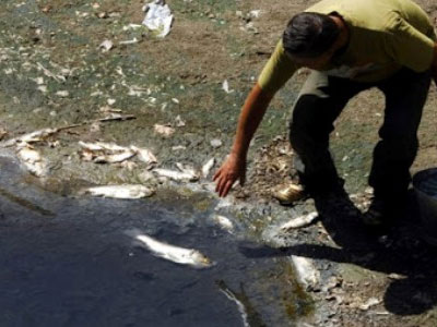 Γέμισε νεκρά ψάρια ο Πηνειός