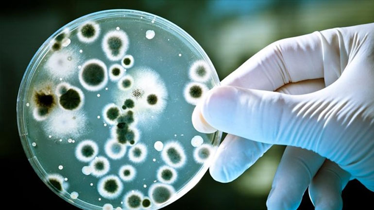 Συναγερμός στην Ευρώπη για επικίνδυνο βακτήριο Συναγερμός στην Ευρώπη για επικίνδυνο βακτήριο