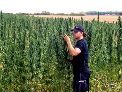 Συλλήψεις για καλλιέργεια και κατοχή κάνναβης