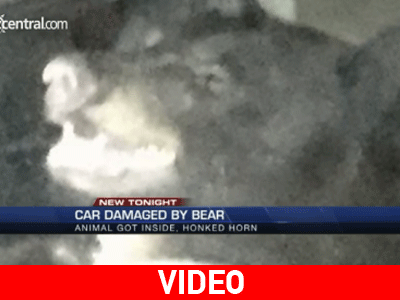 Αρκούδα εισέβαλε σε αμάξι και πάταγε την κόρνα