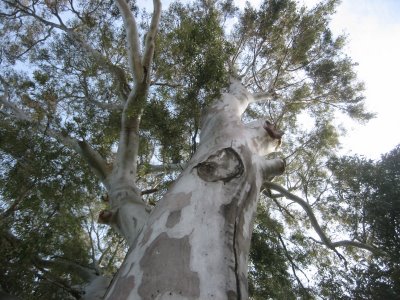 Κόβουν τους ευκαλύπτους για να ανοίξουν δρόμο