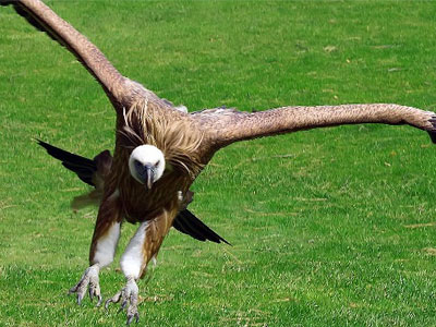 Προχωρούν οι εργασίες για το πρόγραμμα «Γύπας»