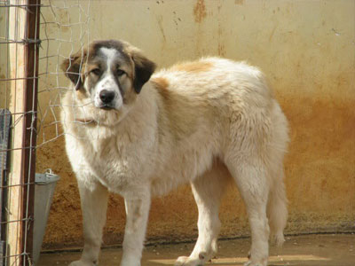 Βαριά καμπάνα σε ιδιοκτήτη σκύλου