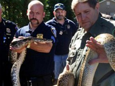 Είχε στο σπίτι του 850 φίδια