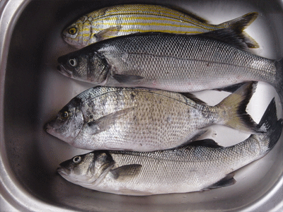 Τα ψάρια προστατεύουν την ακοή