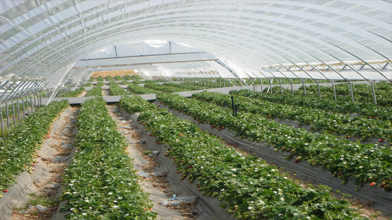 Κρήτη: Τον βρήκε νεκρό ο γιος του μέσα στο θερμοκήπιο Κρήτη: Τον βρήκε νεκρό ο γιος του μέσα στο θερμοκήπιο