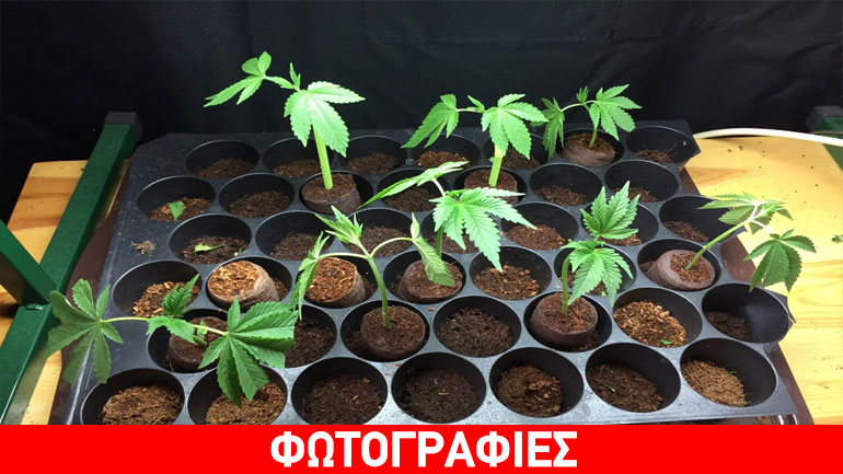 Συνελήφθη 49χρονος για υδροπονική καλλιέργεια δενδρυλλίων κάνναβης