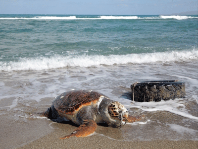 Νεκρή χελώνα καρέτα – καρέτα στην Κρήτη