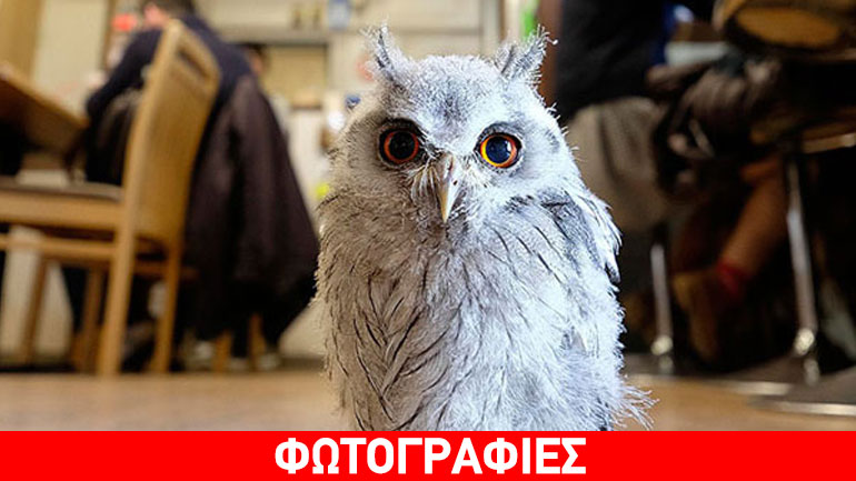 Café με κουκουβάγιες στο Λονδίνο