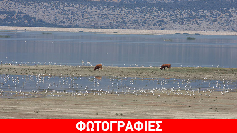 Λίμνη Κάρλα: Ένας ανεξερεύνητος ορνιθοτουριστικός παράδεισος Λίμνη Κάρλα: Ένας ανεξερεύνητος ορνιθοτουριστικός παράδεισος