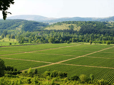 Λάρισα: 492 κάτοικοι υπέβαλαν φάκελο στο πρόγραμμα νέων αγροτών