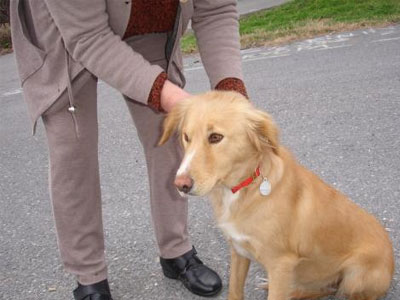 Έδεσσα: Μέριμνα για τη διαχείριση των αδέσποτων ζώων